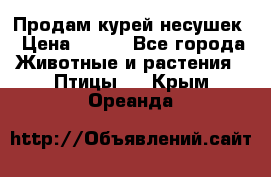 Продам курей несушек › Цена ­ 350 - Все города Животные и растения » Птицы   . Крым,Ореанда